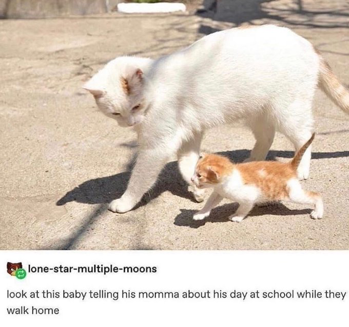 White Kitten