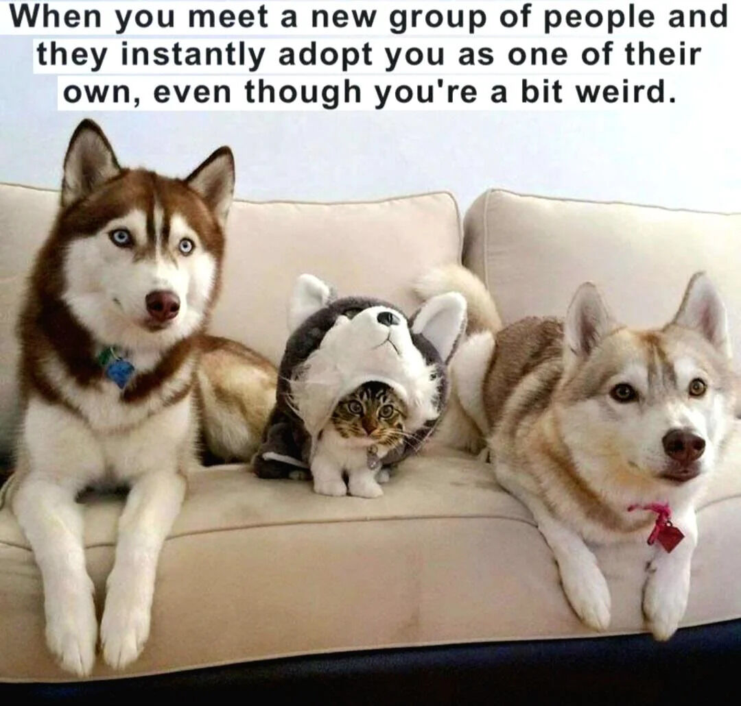 Siberian Husky