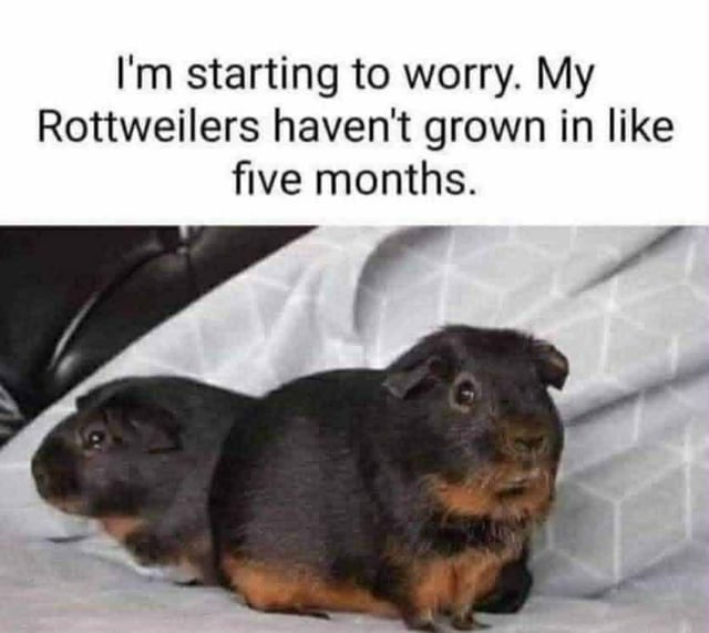Guinea Pig (misidentified as Rottweiler)