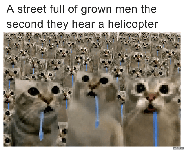 Viral Meme (originates from a real cat photograph)