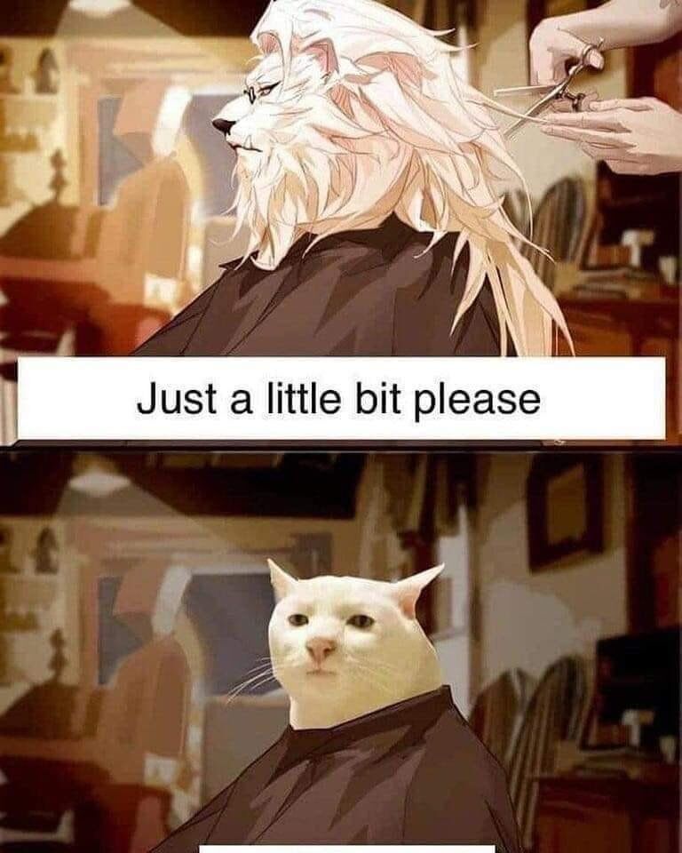 Viral Real Cat Meme