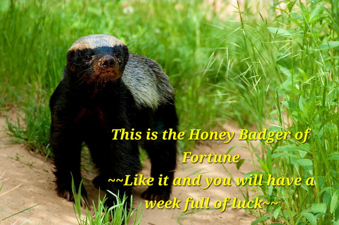 Real Wild/Rescue Animal