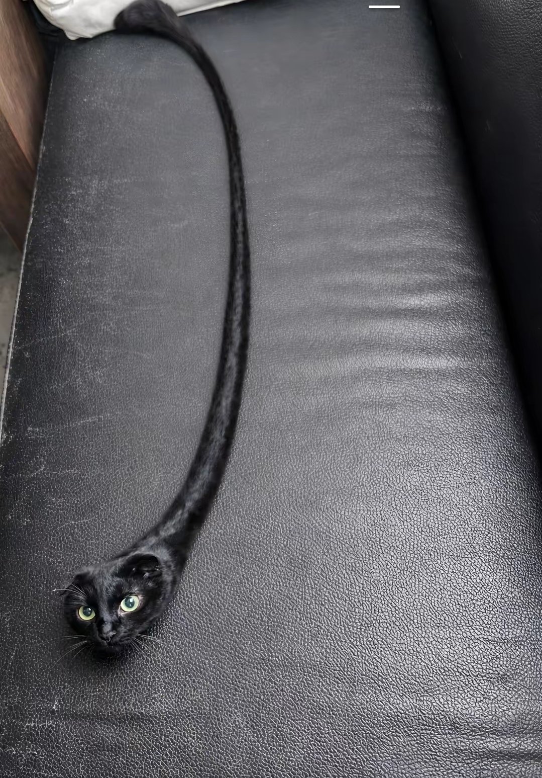 Black Cat
