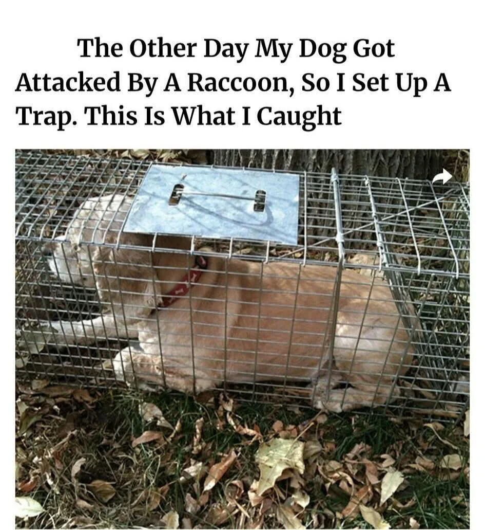 Unnamed Dog
