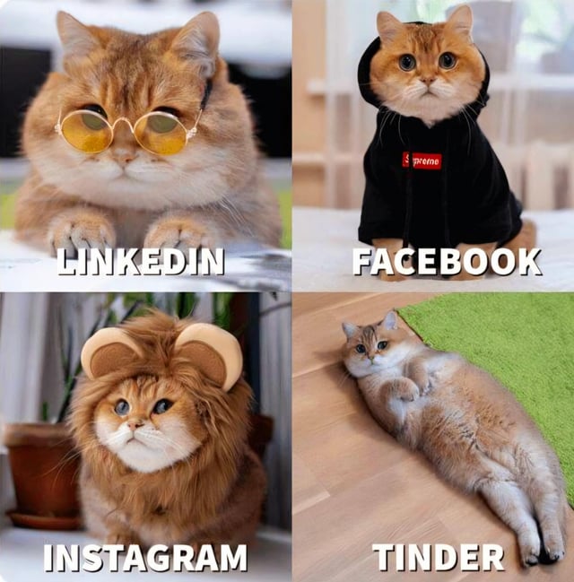 Viral Real Cat Meme