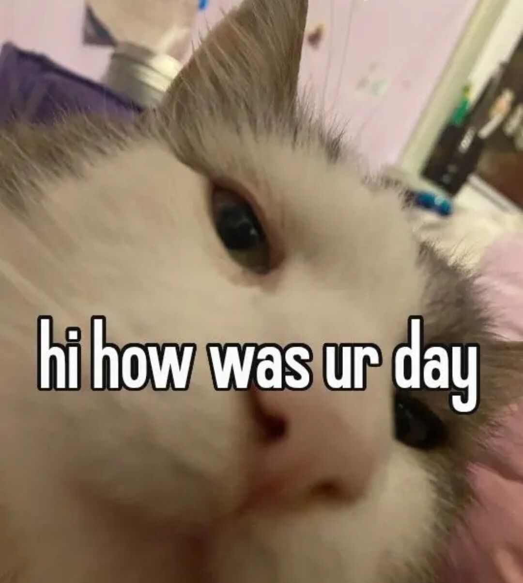 Domestic Cat