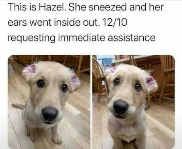 Real Pet