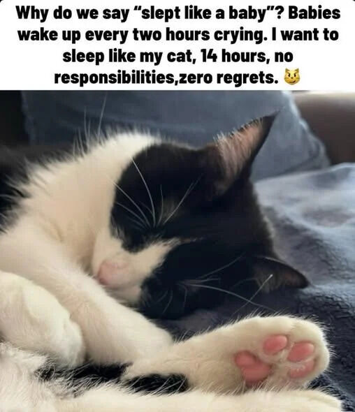 Black and White Cat
