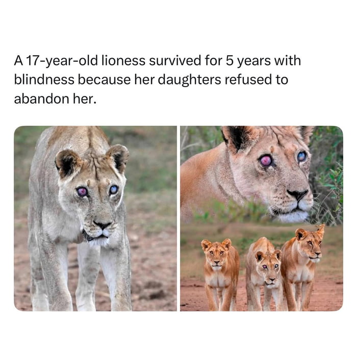 Real World Wildlife