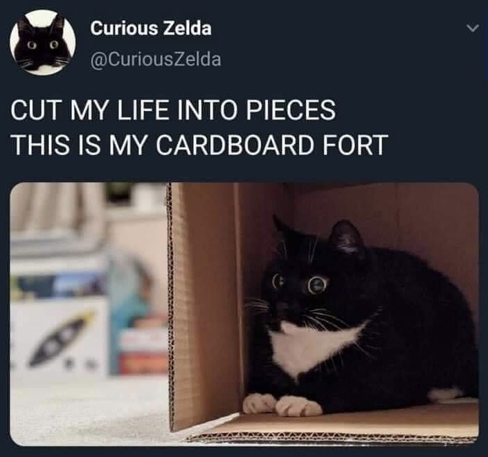 Real pet cat from @CuriousZelda account