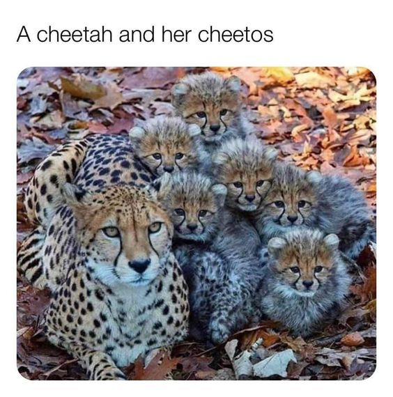 Adult Cheetah