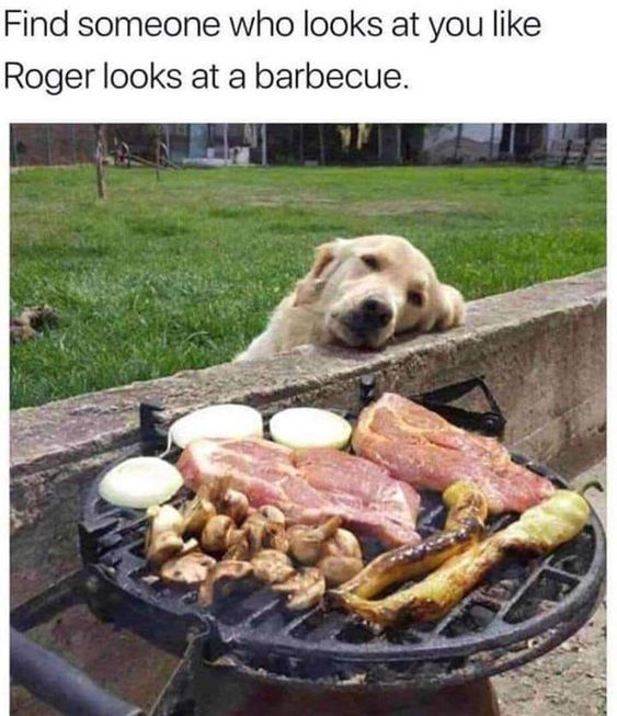 Real Golden Retriever