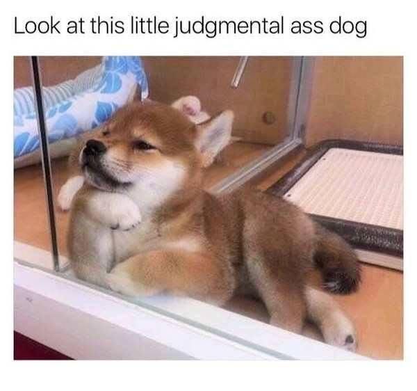Shiba Inu