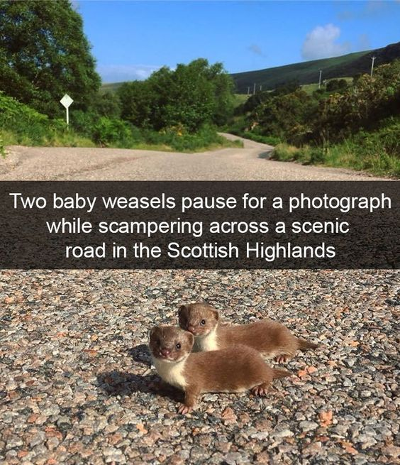 Real Wild Animal (Scottish Highlands Fauna)