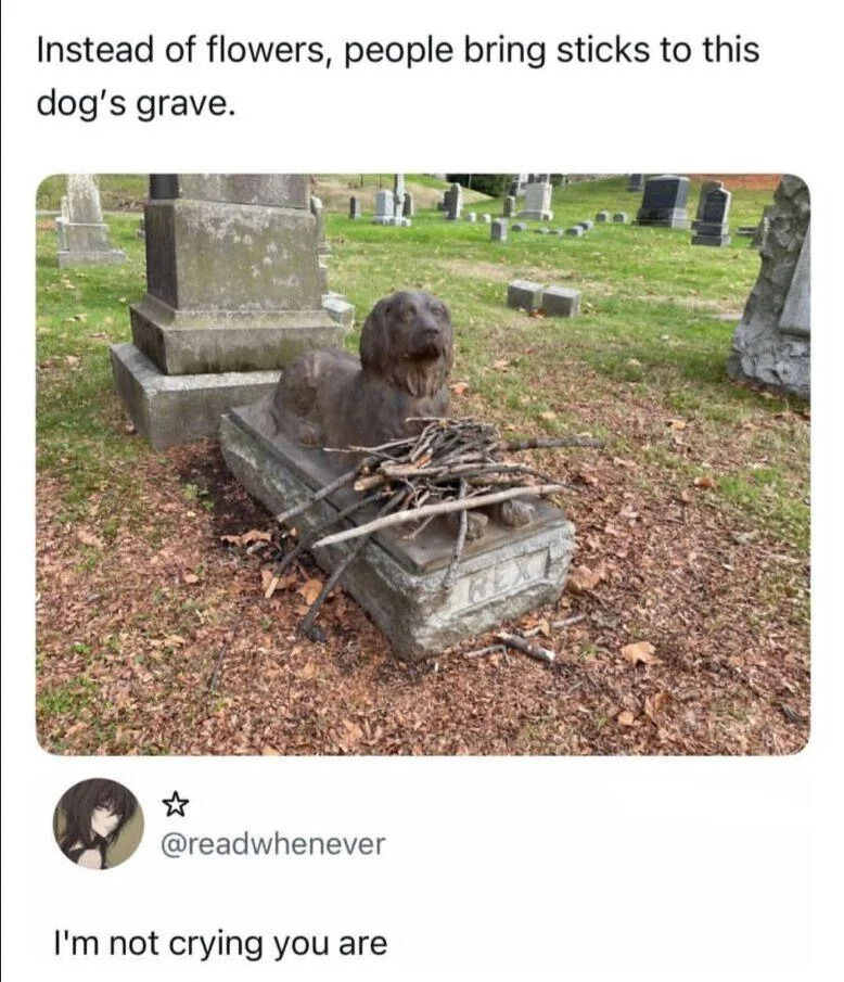 Real Life (domestic pet dog)