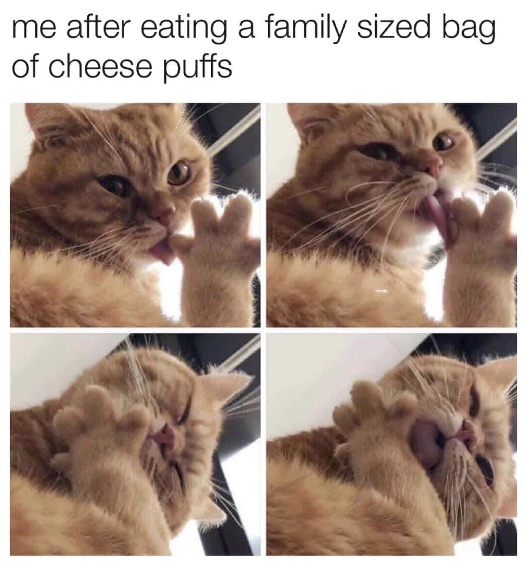 Orange tabby cat