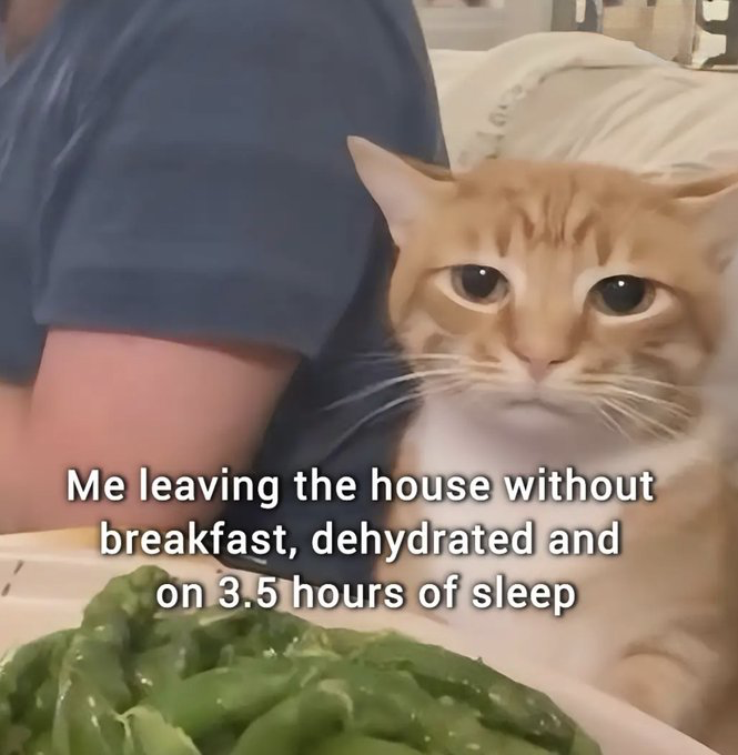 Orange tabby cat
