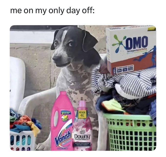 Unidentified domestic dog