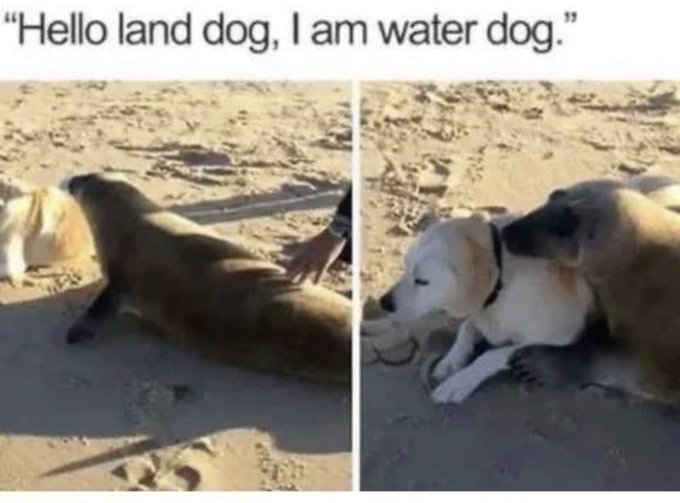 Real Life (domestic pet dog)
