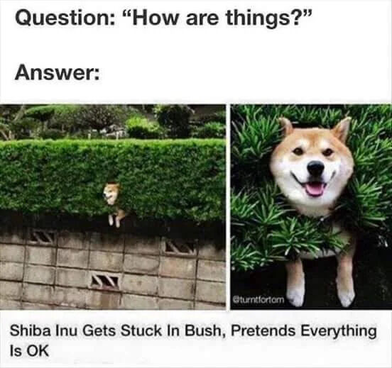 Shiba Inu