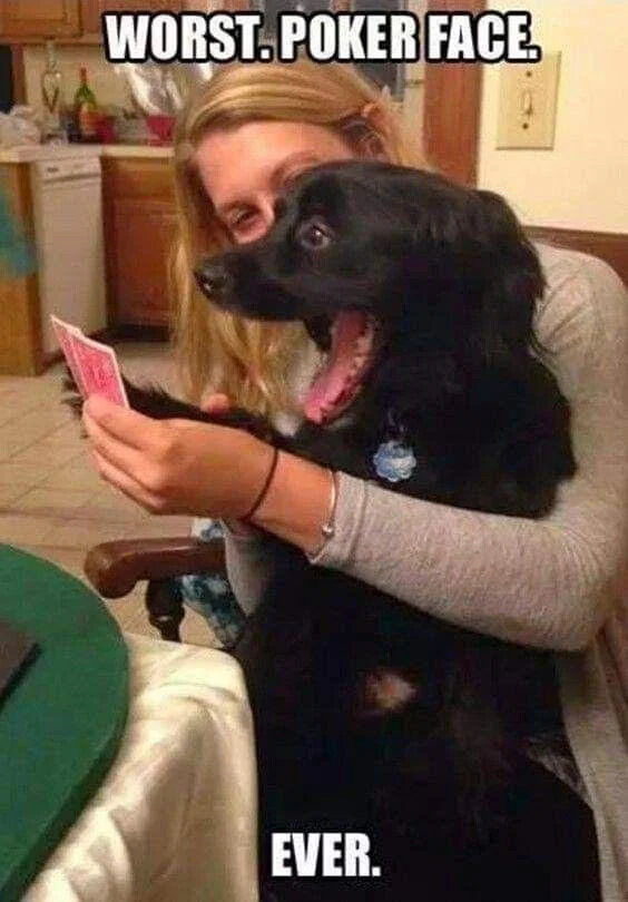 Real Life (Animal Shelter)