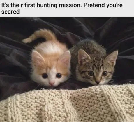 Tabby Kitten