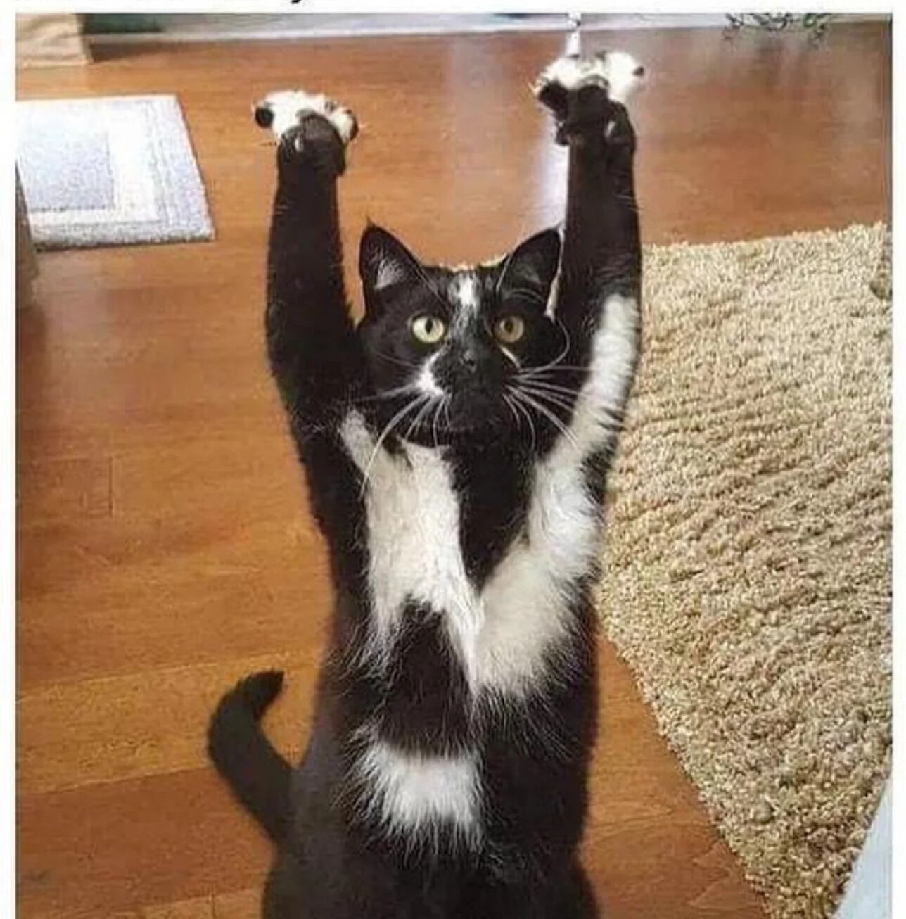 Real Domestic Animal (Viral Photo)