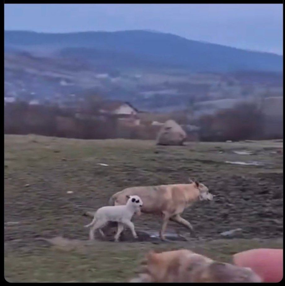 Real life event in Romania
