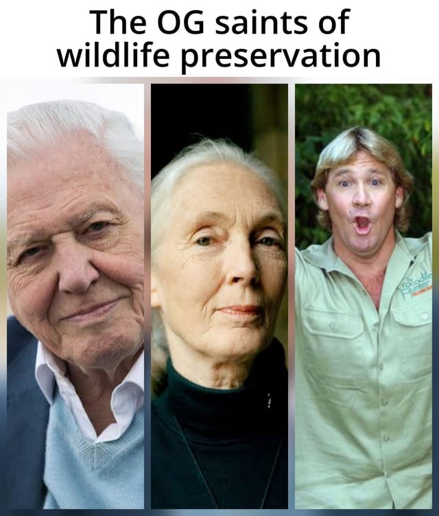 Real Public Figure, BBC Natural History Broadcaster & Conservationist