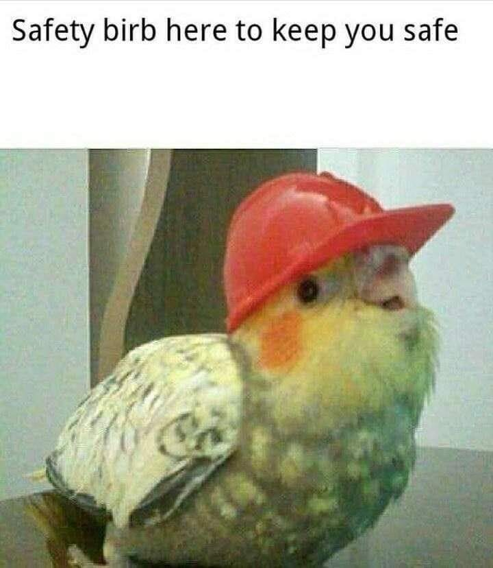 Real Life (Pet Cockatiel)