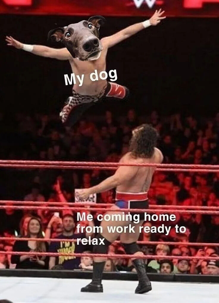Composite of WWE match footage and dog photo