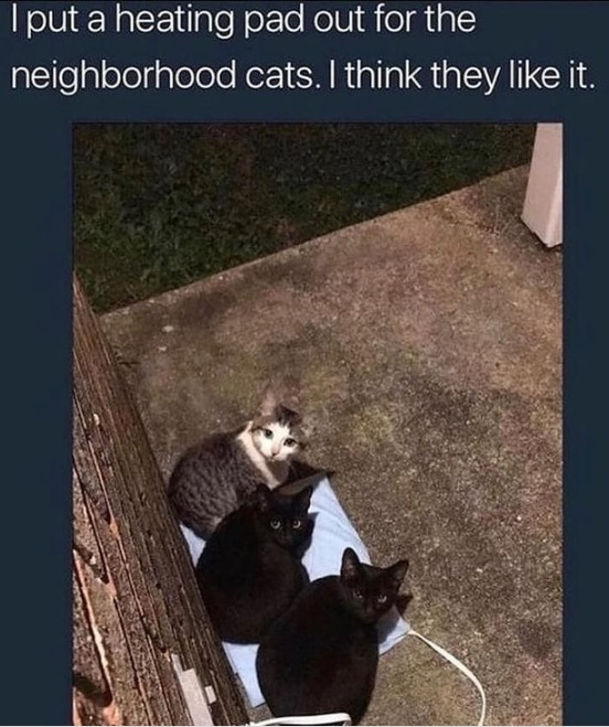 Real neighborhood stray cat
