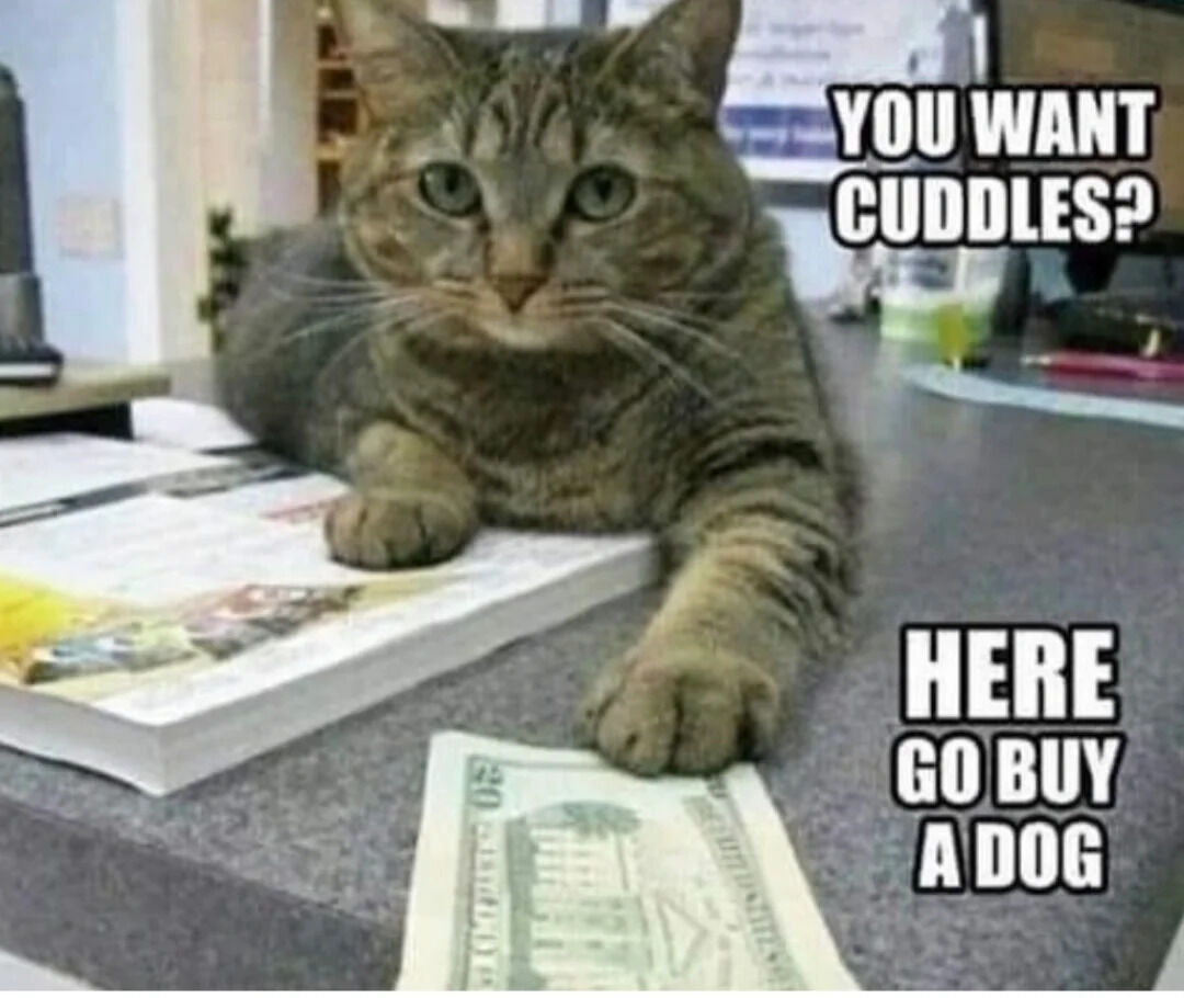 Tabby Cat