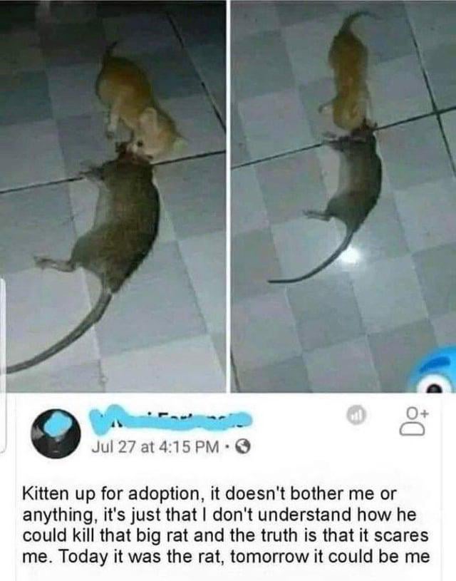 Real Life (Animal Shelter)