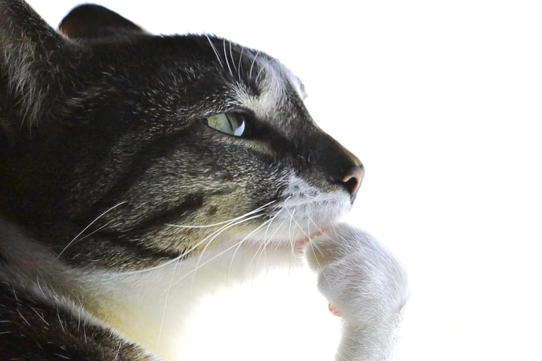 Domestic Cat