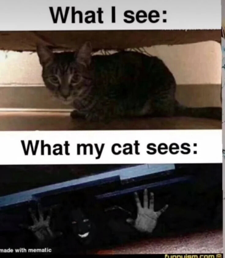 Original Meme Creation