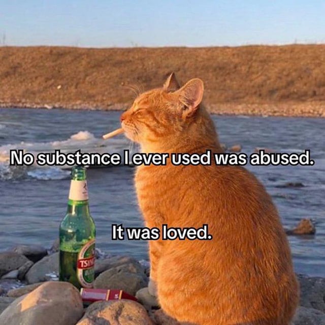 Orange tabby cat