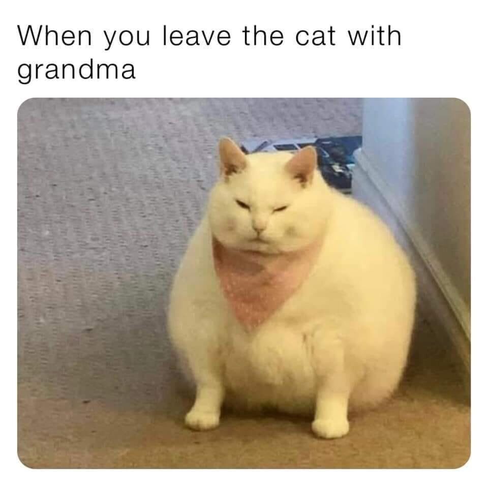 Real Animals