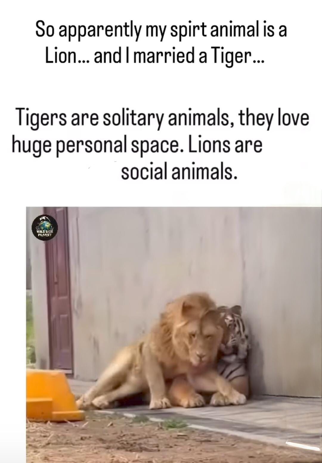 Real World Wildlife