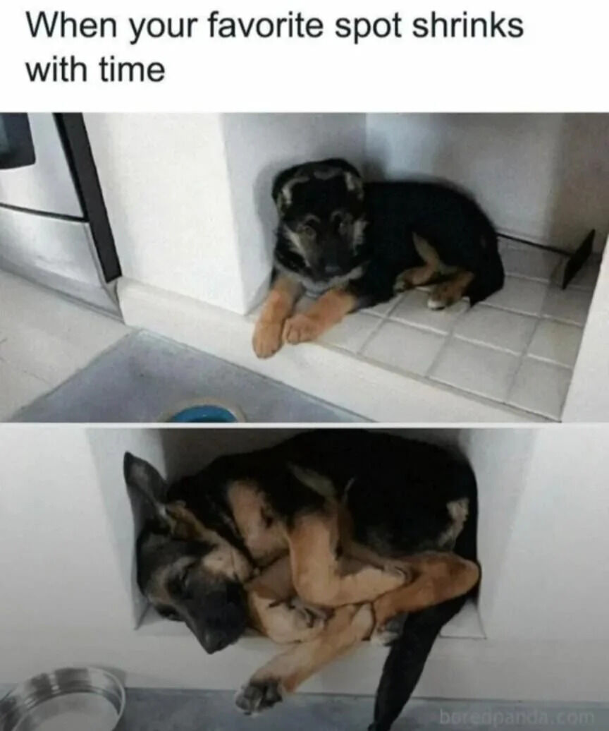 German Shepherd Dogs