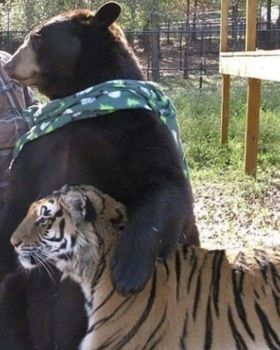 Noah's Ark Animal Sanctuary