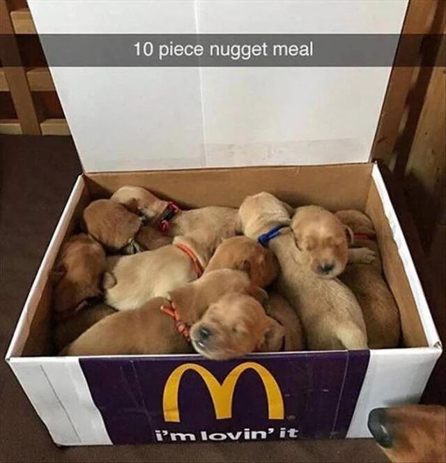 Real Life (Animal Shelter)