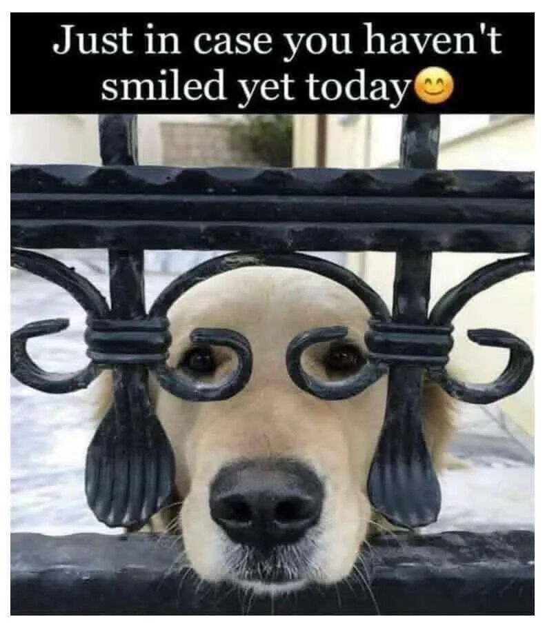 Real Animals