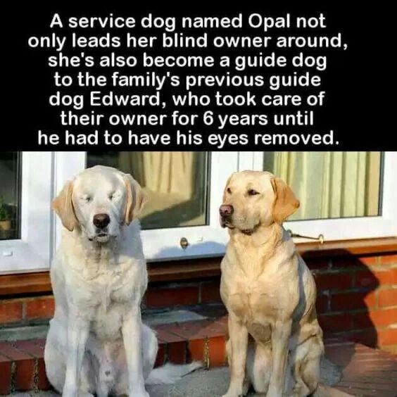 Real Animal (True Story)