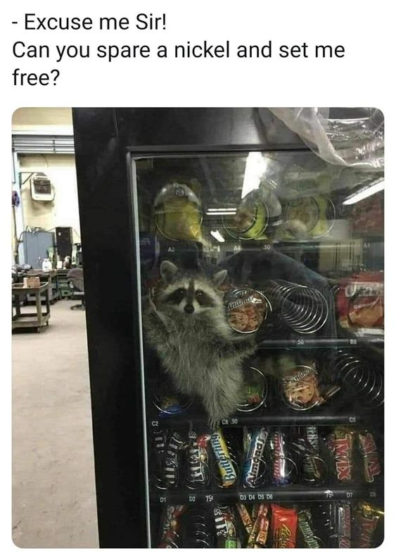 Raccoon