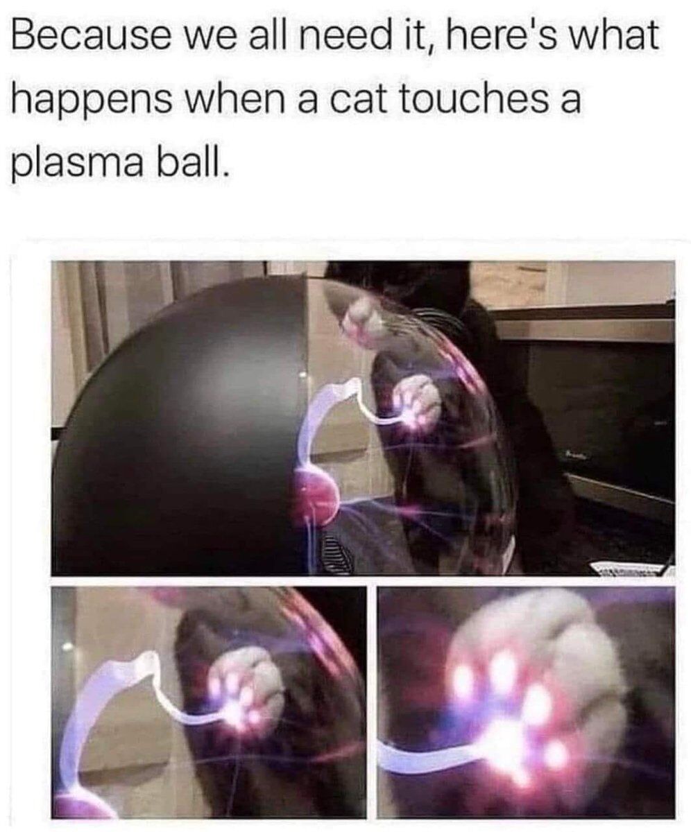 Domestic Cat