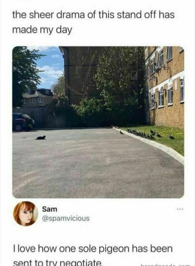 First Black Cat