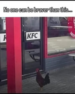 Rooster