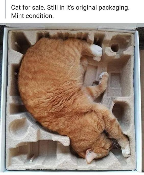 Orange Cat