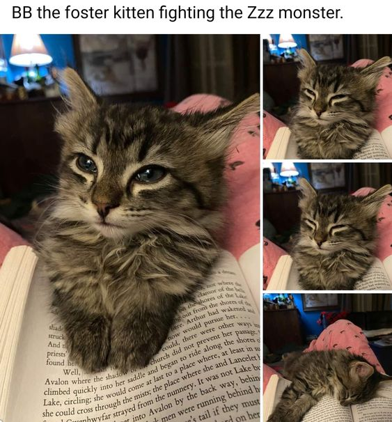 Real Foster Kitten